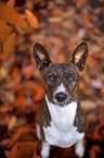 young Basenji in the autumn forest