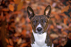 young Basenji in the autumn forest