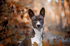 young Basenji in the autumn forest