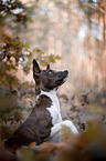 young Basenji in the autumn forest