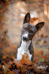 young Basenji in the autumn forest