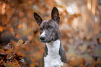 young Basenji in the autumn forest