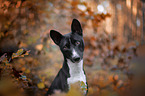 Basenji in the autumn forest