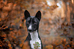 Basenji in the autumn forest