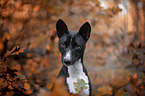 Basenji in the autumn forest