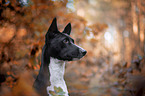 Basenji in the autumn forest