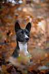 Basenji in the autumn forest