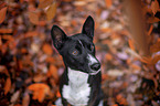 Basenji in the autumn forest