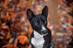 Basenji in the autumn forest