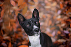 Basenji in the autumn forest