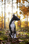 Basenji in the autumn forest