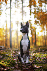 Basenji in the autumn forest