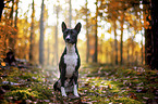 Basenji in the autumn forest