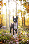 Basenji in the autumn forest