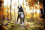 Basenji in the autumn forest