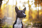 Basenji in the autumn forest