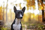 Basenji in the autumn forest