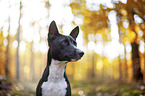 Basenji in the autumn forest