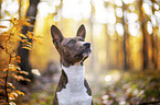 young Basenji in the autumn forest