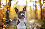 young Basenji in the autumn forest