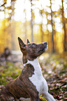 young Basenji in the autumn forest