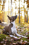 young Basenji in the autumn forest