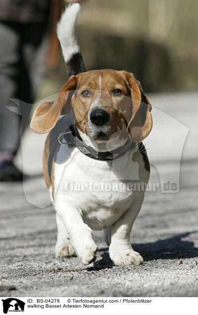 walking Basset Artesien Normand / BS-04278