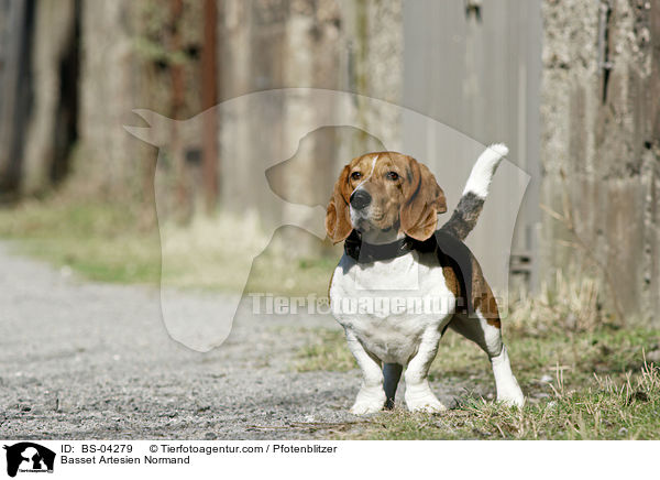 Basset Artesien Normand / Basset Artesien Normand / BS-04279