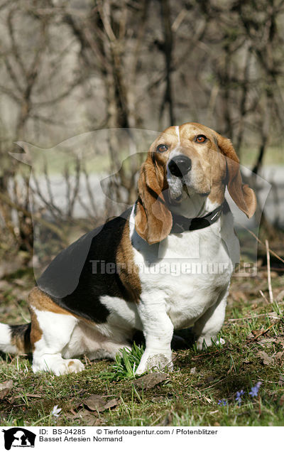 Basset Artesien Normand / Basset Artesien Normand / BS-04285