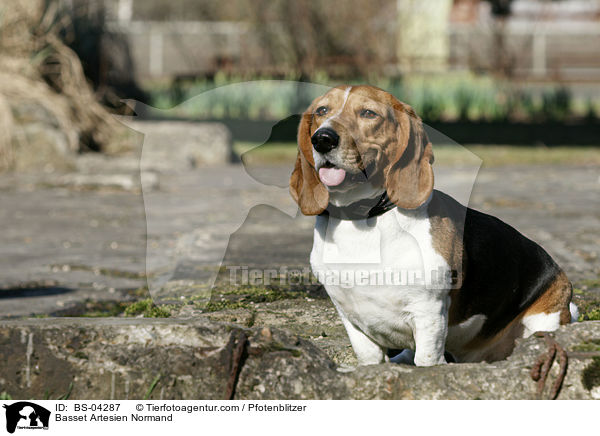 Basset Artesien Normand / Basset Artesien Normand / BS-04287