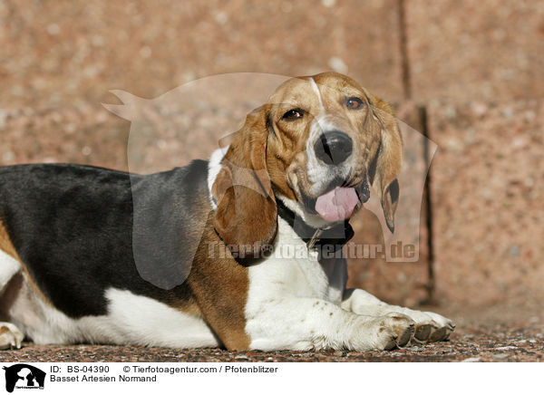 Basset Artesien Normand / Basset Artesien Normand / BS-04390