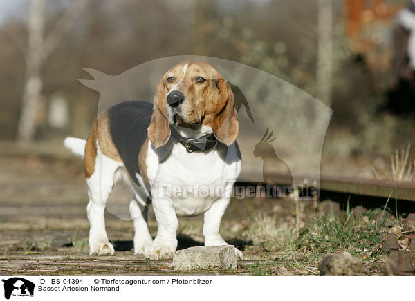 Basset Artesien Normand / Basset Artesien Normand / BS-04394
