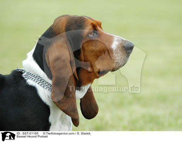 Basset Hound Portrait / SST-01165
