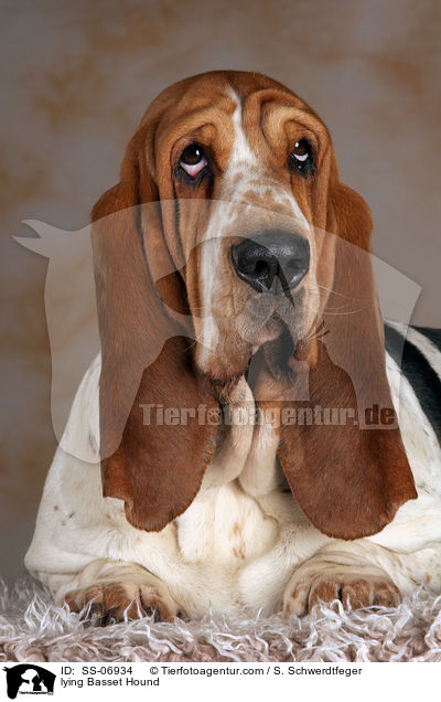 liegender Basset Hound / lying Basset Hound / SS-06934