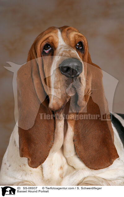 Basset Hound Portrait / Basset Hound Portrait / SS-06937