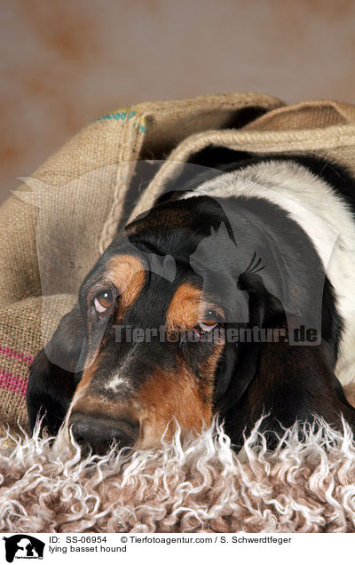 liegender Basset Hound / lying basset hound / SS-06954