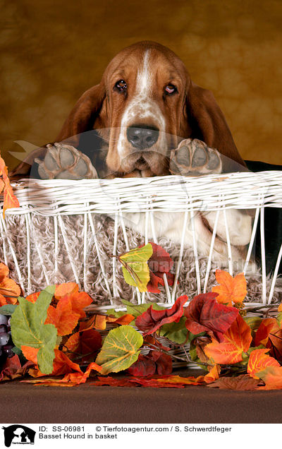 Basset Hound im Krbchen / Basset Hound in basket / SS-06981