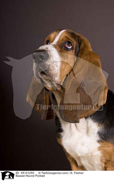 Basset Hound Portrait / Basset Hound Portrait / KF-01255