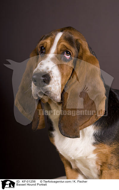 Basset Hound Portrait / Basset Hound Portrait / KF-01256