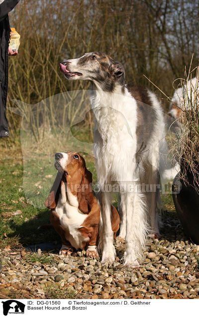 Basset Hound und Barsoi / Basset Hound and Borzoi / DG-01560
