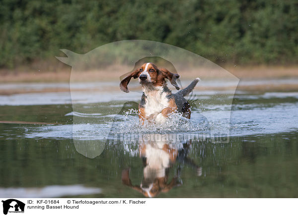 rennender Basset Hound / running Basset Hound / KF-01684