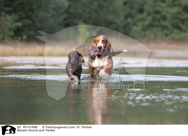 Basset Hound und Dackel / Basset Hound and Teckel / KF-01688