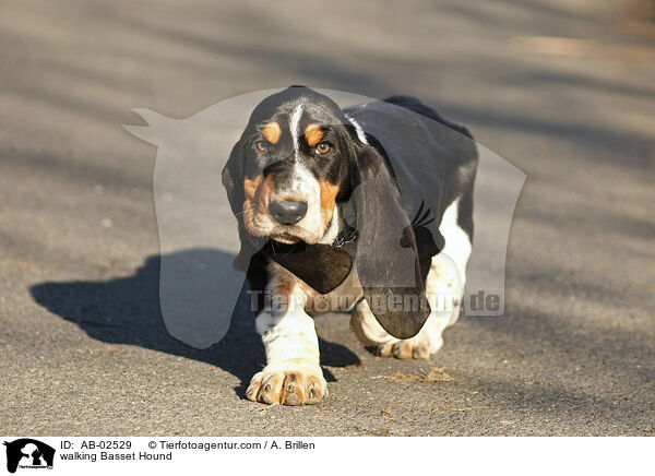 laufender Basset Hound / walking Basset Hound / AB-02529