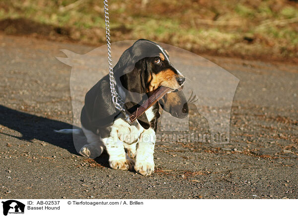 Basset Hound / Basset Hound / AB-02537
