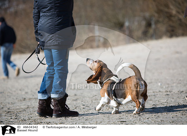 Basset Hound / Basset Hound / AM-04342