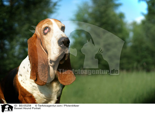 Basset Hound Portrait / Basset Hound Portrait / BS-05258