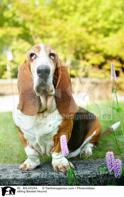 sitzender Basset Hound / sitting Basset Hound / BS-05264