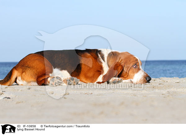 liegender Basset Hound / lying Basset Hound / IF-10858