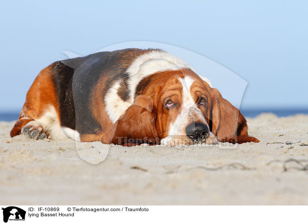 liegender Basset Hound / lying Basset Hound / IF-10869