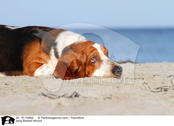 liegender Basset Hound / lying Basset Hound / IF-10882